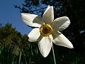 Amaryllidaceae - Narcissus poeticus_2